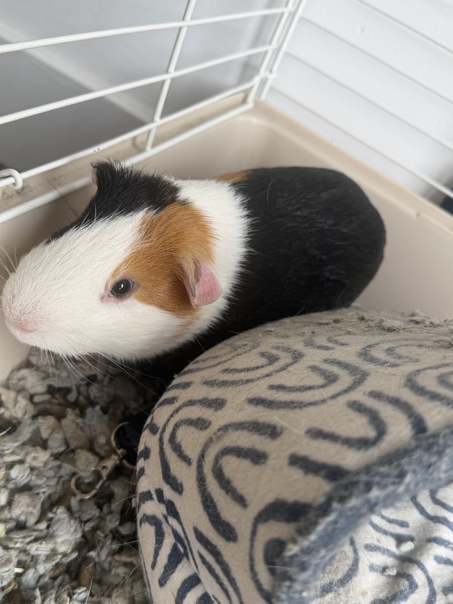 Tri Color Guinea Pig W/cage and accessories