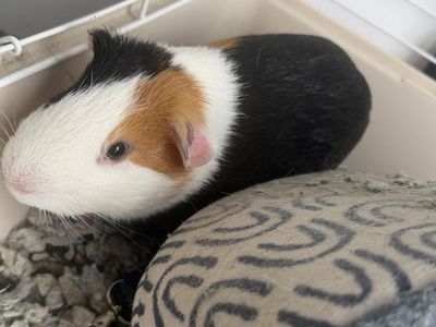 Tri Color Guinea Pig W/cage and accessories