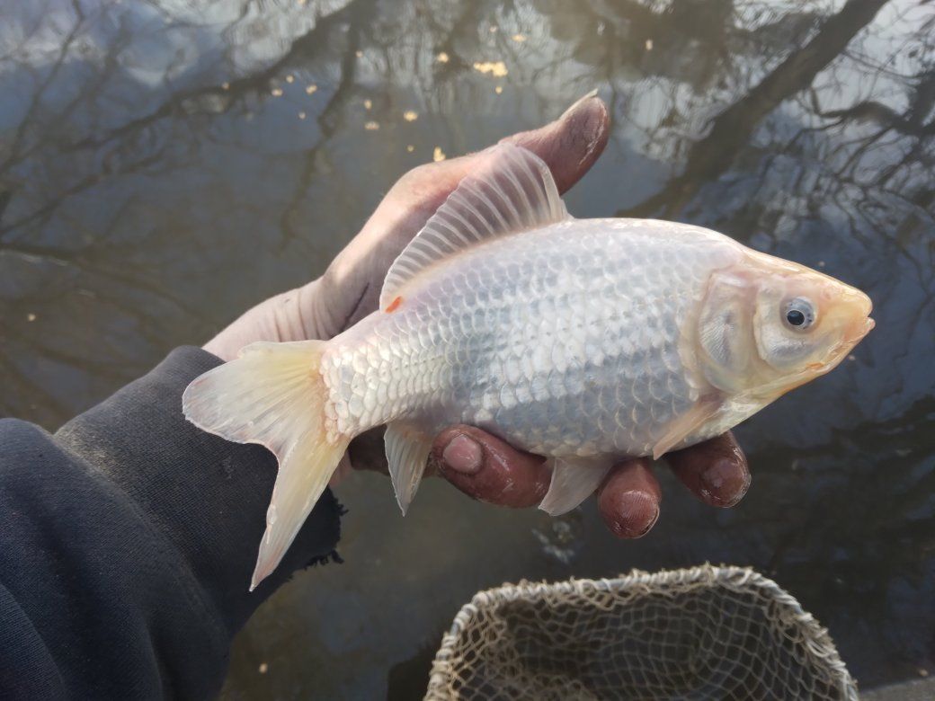 pond fish (koy)