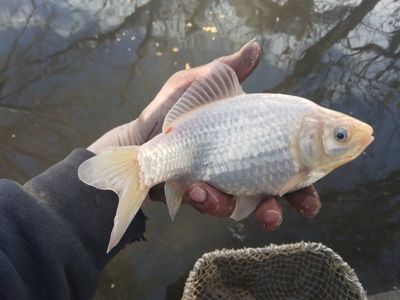 pond fish (koy)