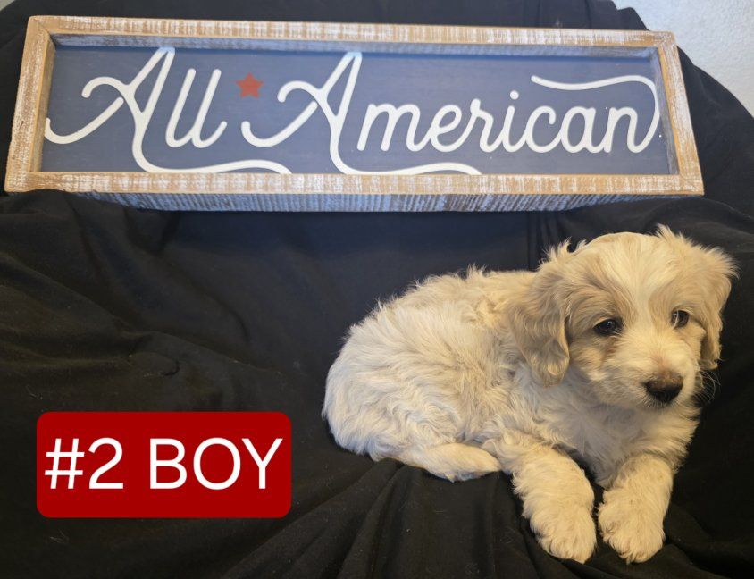 Mini Golden Aussiedoodles