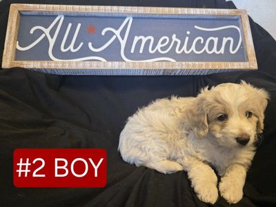 Mini Golden Aussiedoodles