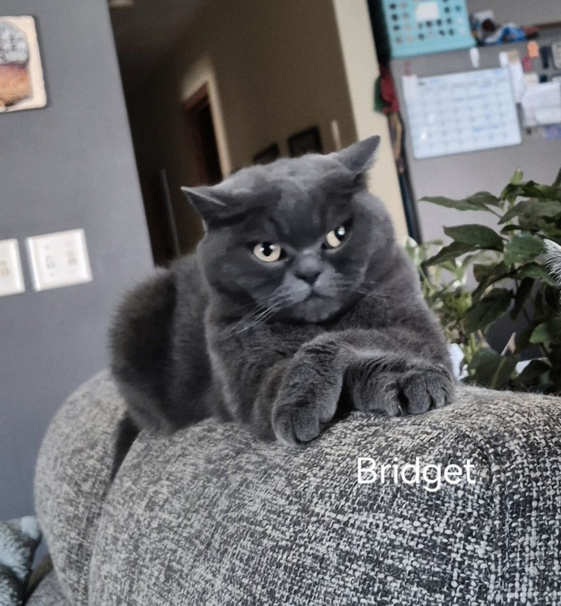 Scottish Fold female