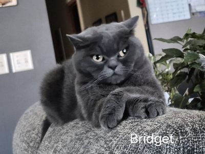 Scottish Fold female
