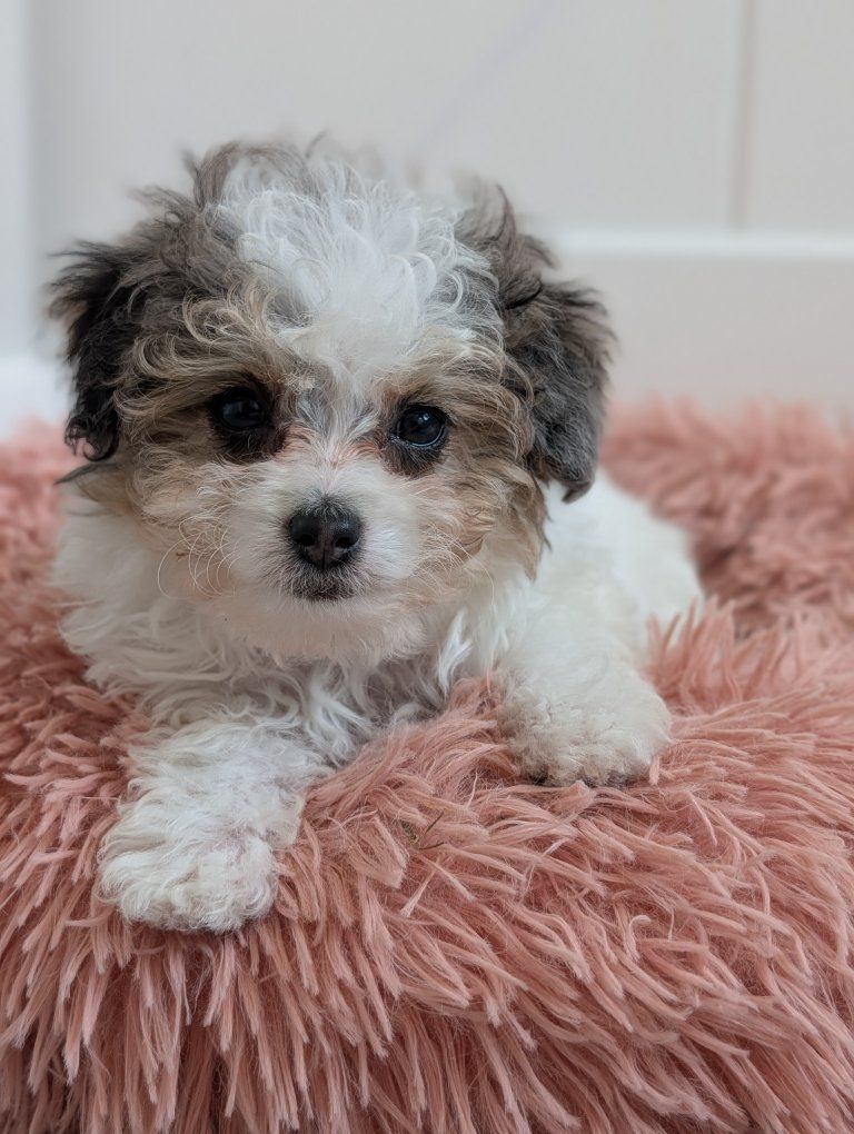 Merle Tri - Tiny Toy Labradoodle Girl, 4-7lbs