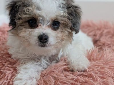 Merle Tri - Tiny Toy Labradoodle Girl, 4-7lbs