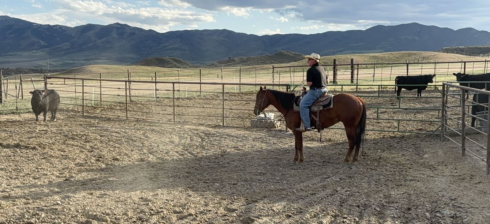 2023 AQHA gelding
