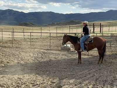 2023 AQHA gelding