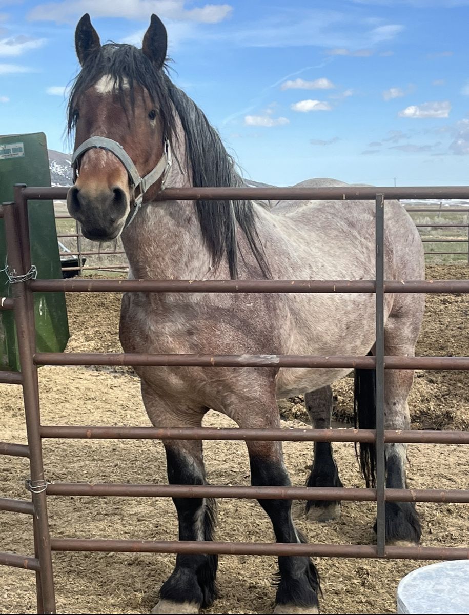 Full Draft Standing At Stud