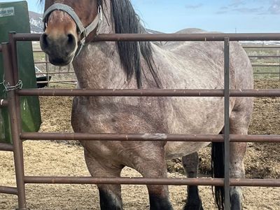 Full Draft Standing At Stud