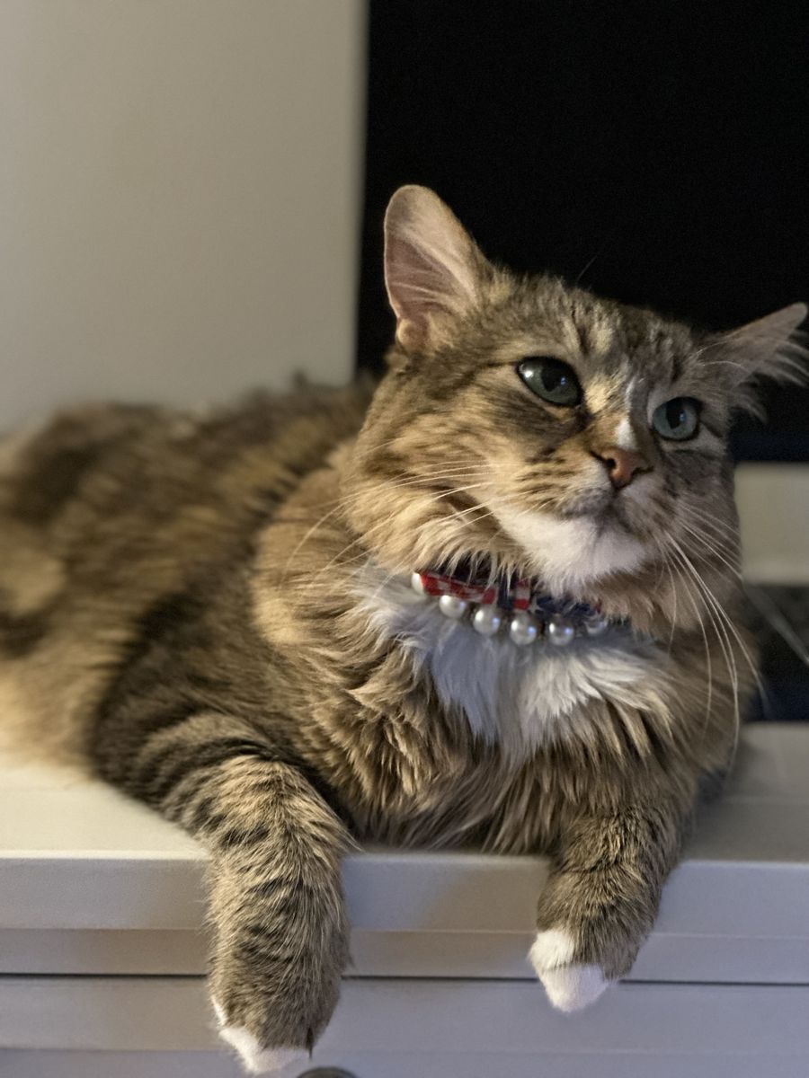 Sweet 3-Year-Old Kitty — $60 to a Great Home