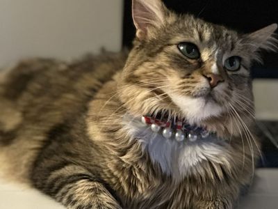 Sweet 3-Year-Old Kitty — $60 to a Great Home