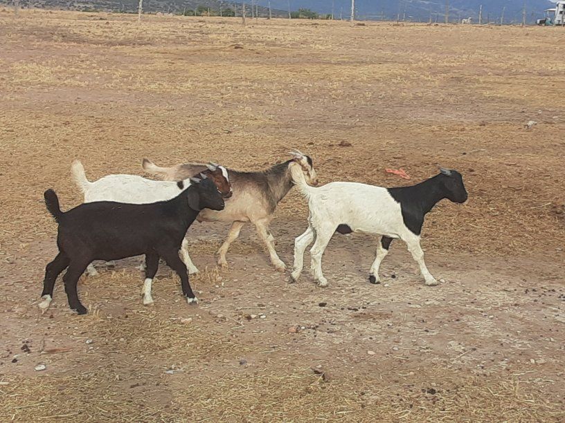 Boer bucklings for sale