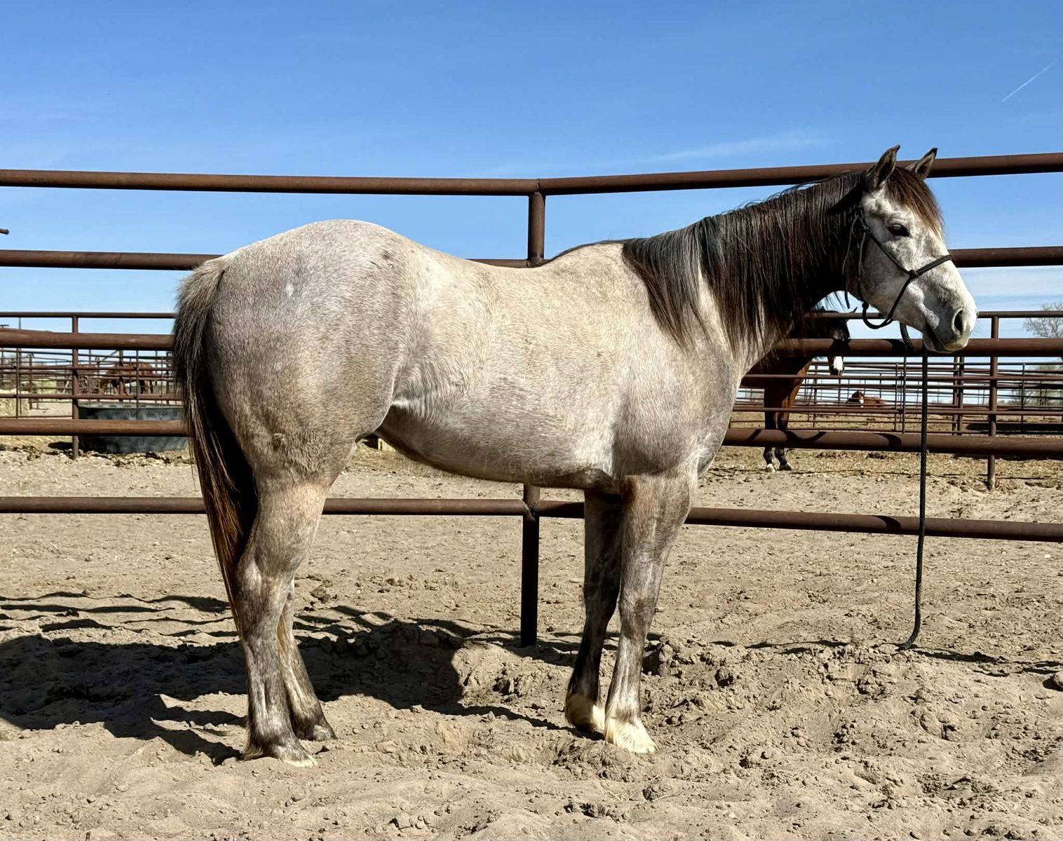 2021 AQHA Gray Filly Barrel Futurity Prospect. By a 1D son of Dash Ta Fame out of a proven 1D winner! INCENTIVES
