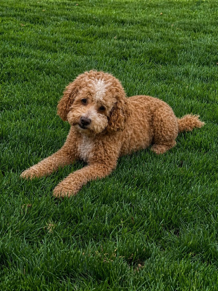 AKC Mini Poodle Stud Proven 13lbs