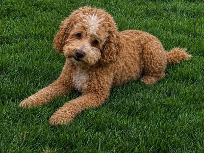 AKC Mini Poodle Stud Proven 13lbs