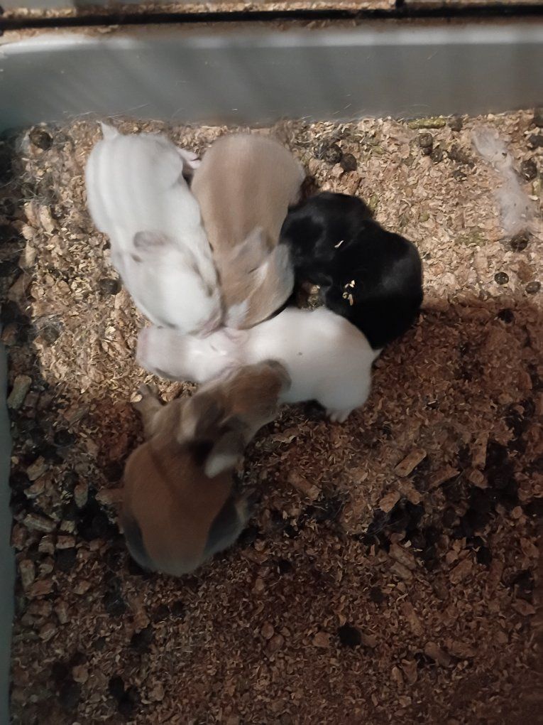 TINY RARE Dwarf Baby Bunnies