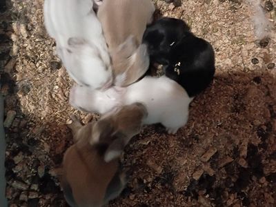 TINY RARE Dwarf Baby Bunnies