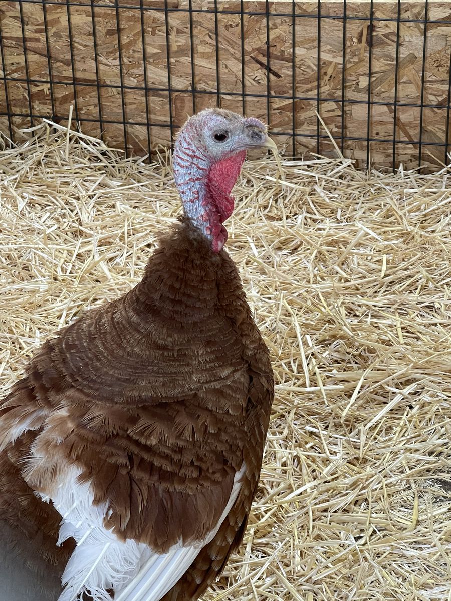 Turkey chicks