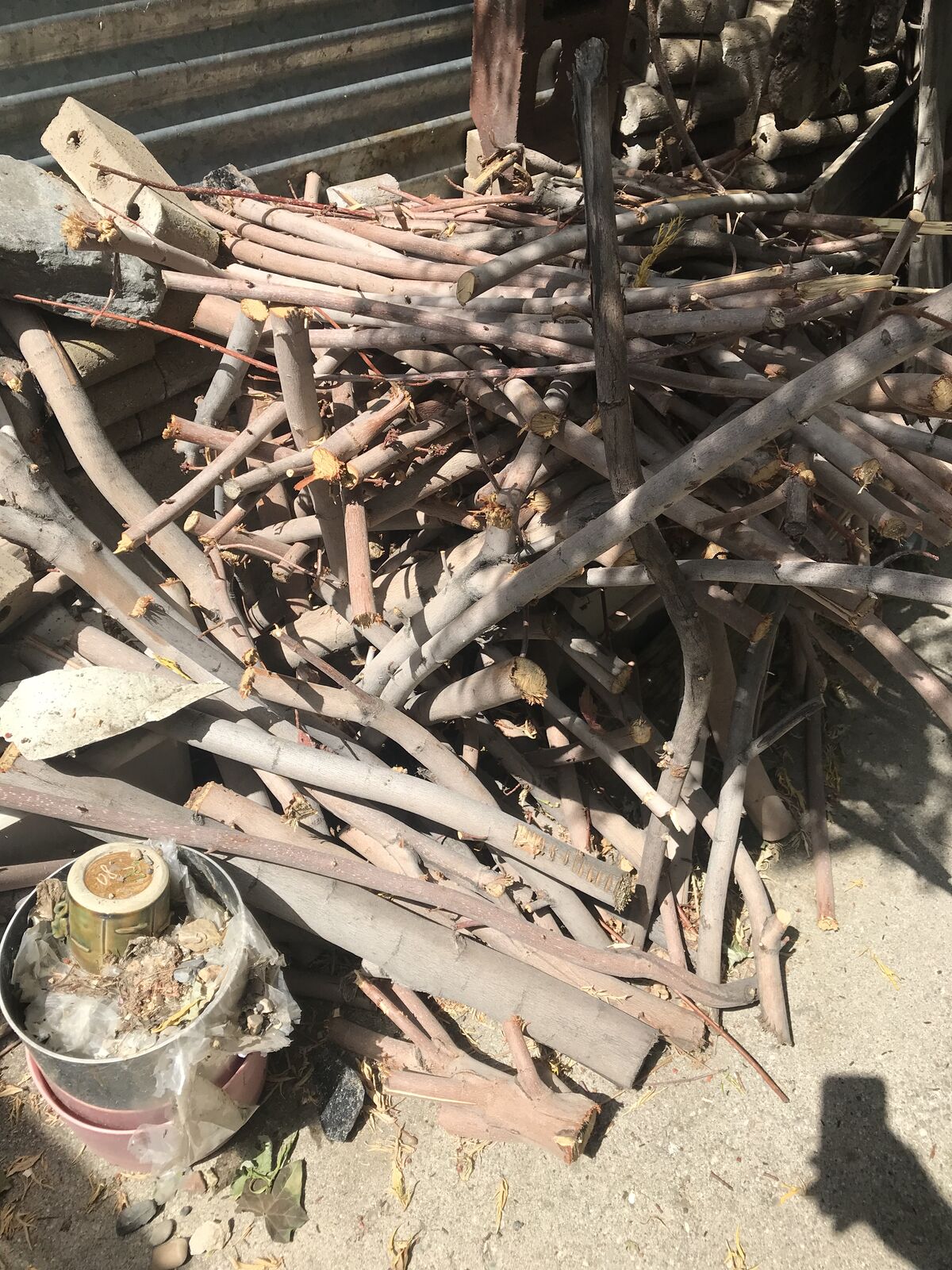 pile of firewood from mix of Silver Maple tree and apple tree