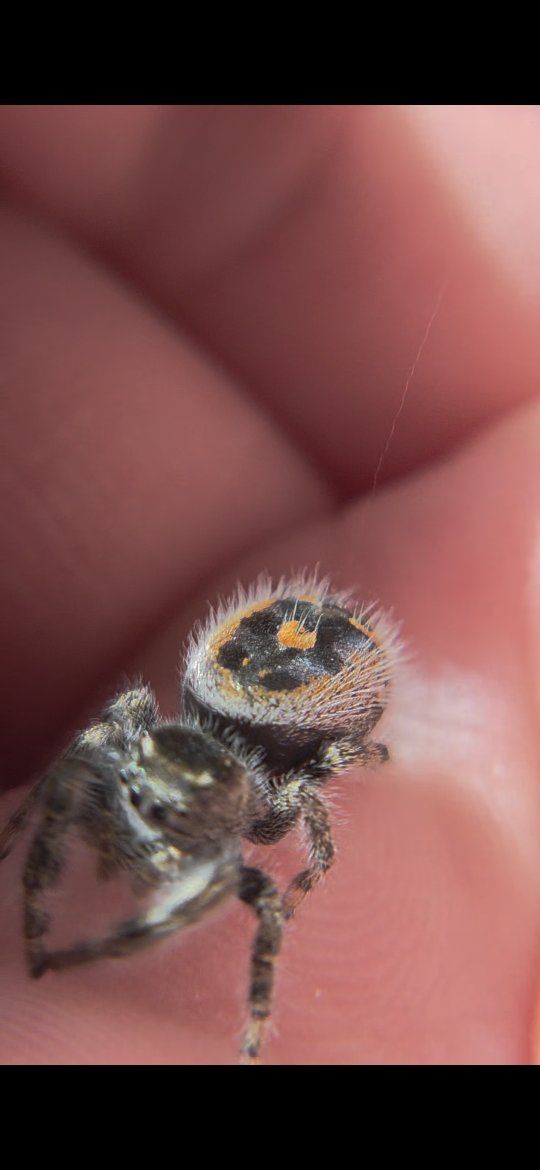 jumping spiders (bryantae!)