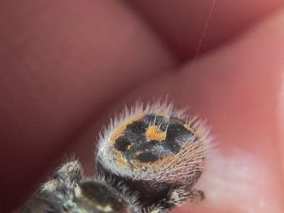 jumping spiders (bryantae!)