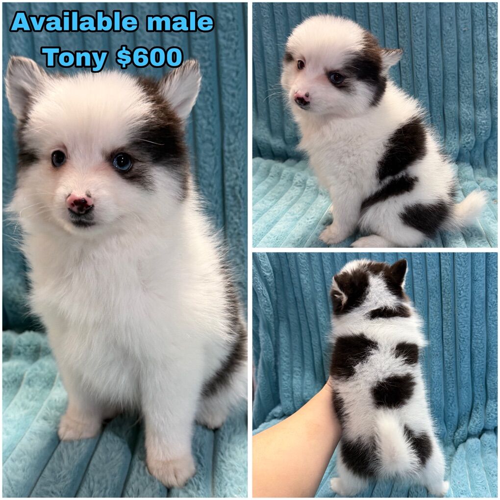 Toy Size Pomsky Puppies