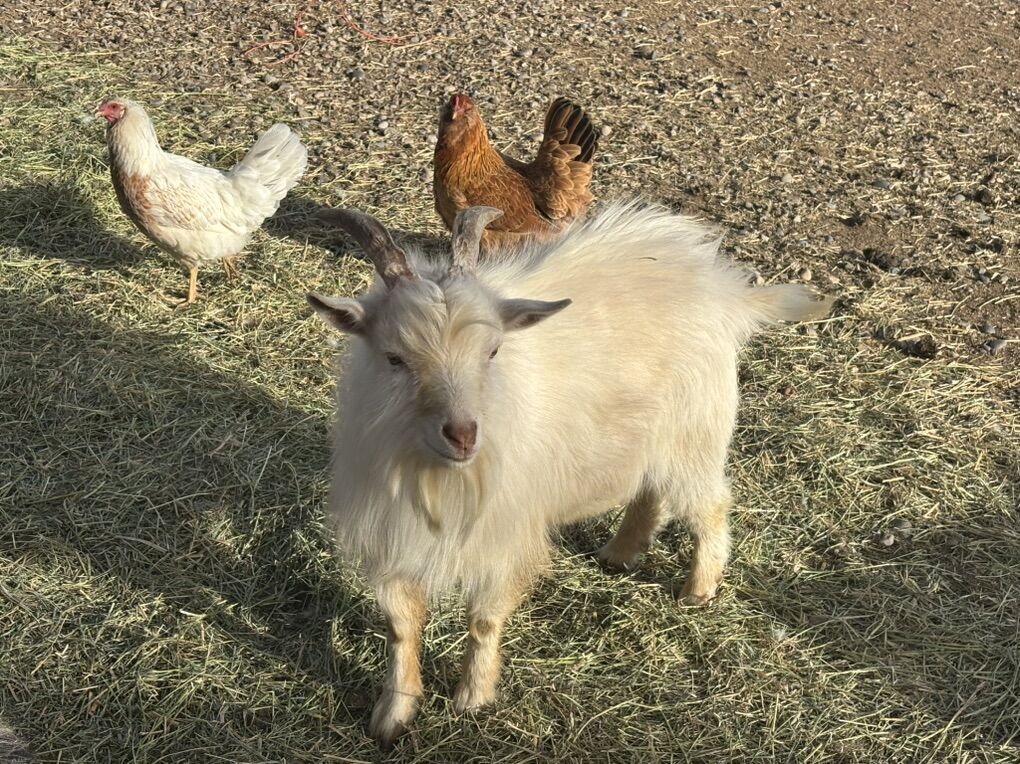 Adult Male PYgmy Goat