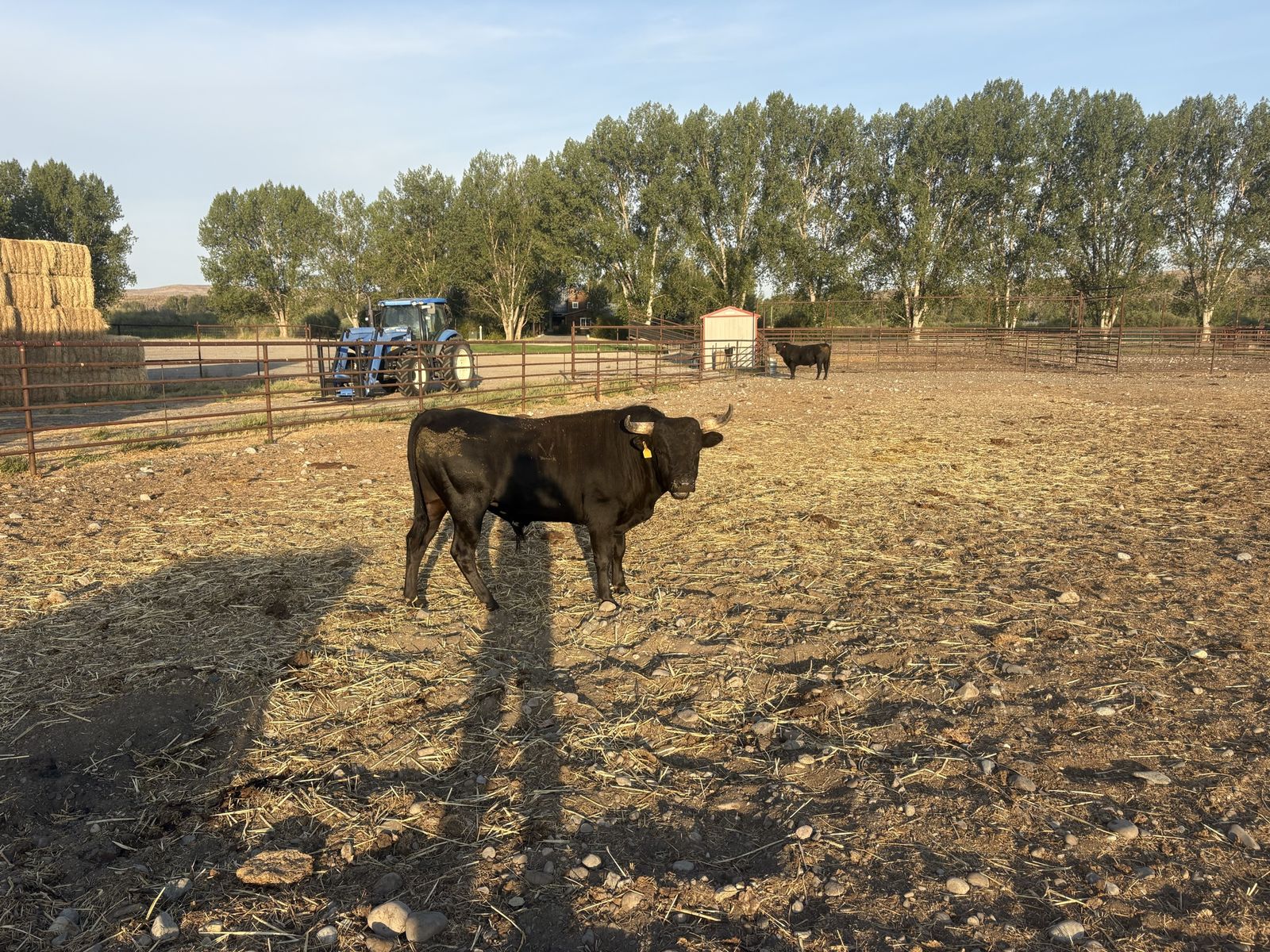 Corriente Bull