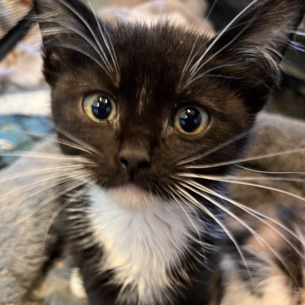 Hello my name is Pail