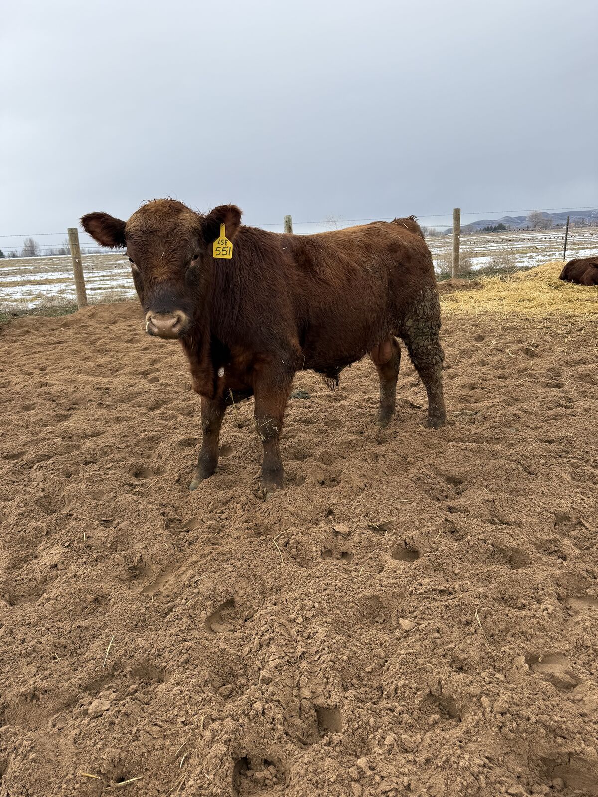 Red Angus calving Ease Bulls