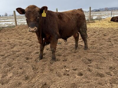 Red Angus calving Ease Bulls