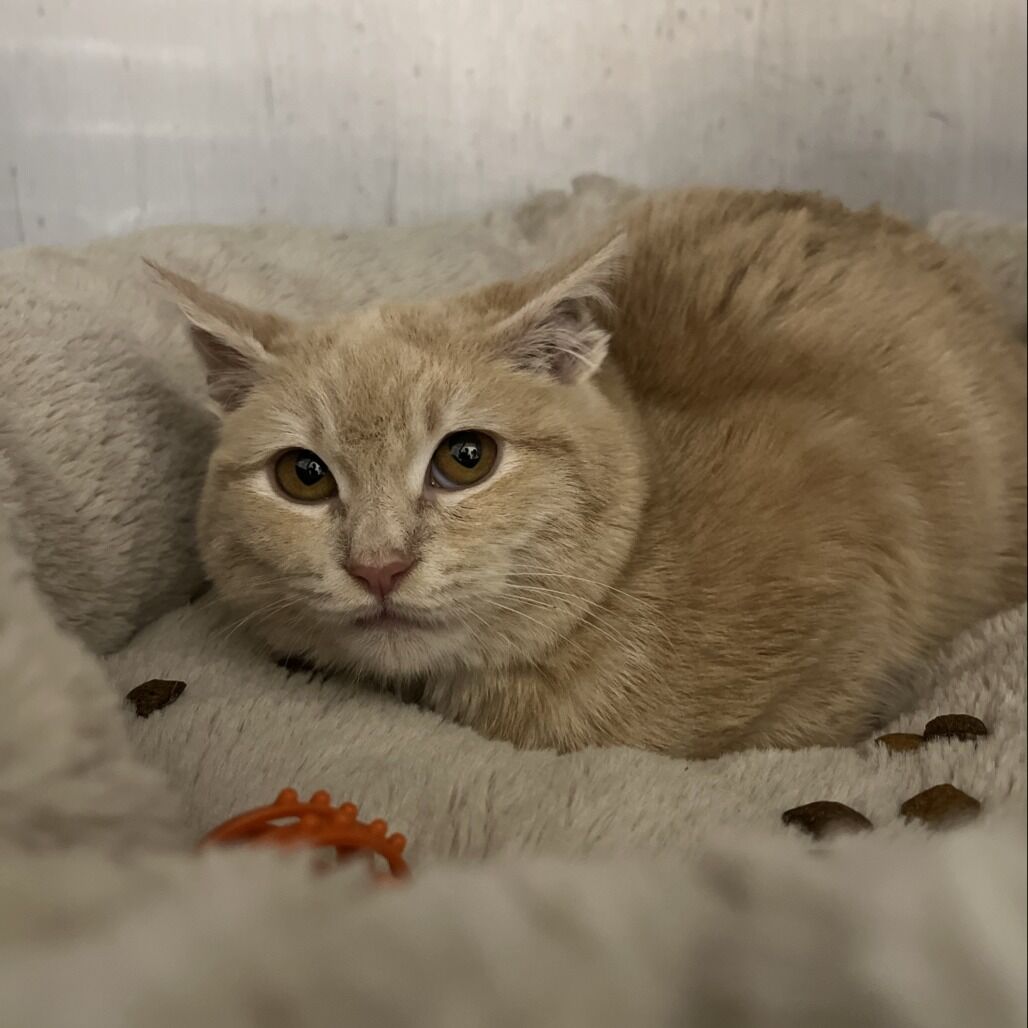 Hello my name is Yogurt