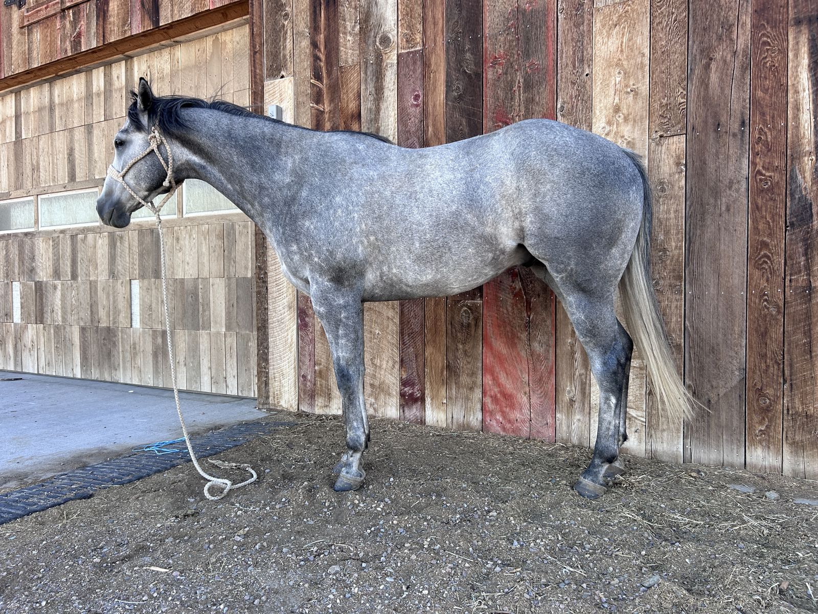 Seperate Interest head horse and barrel horse gelding