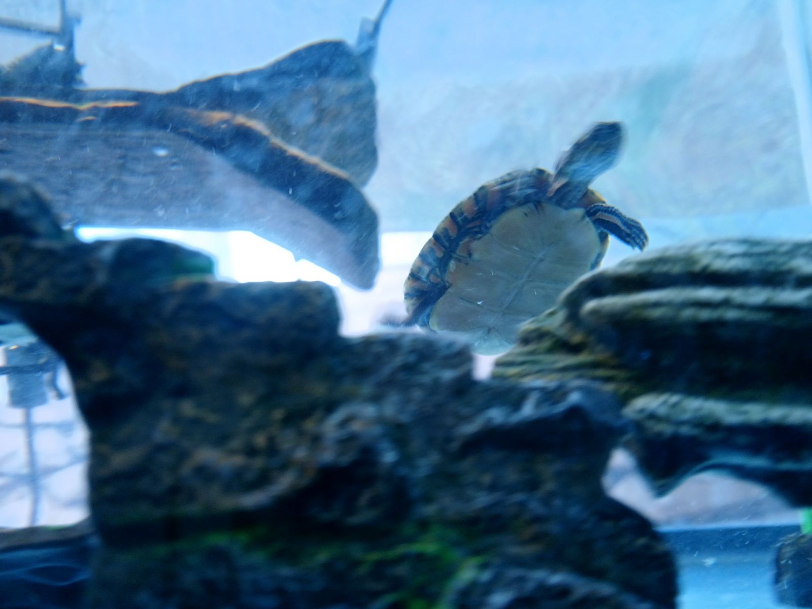 Turtle for sale