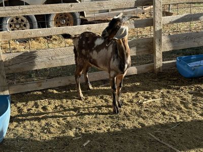 1 year old spotted Nubian buck