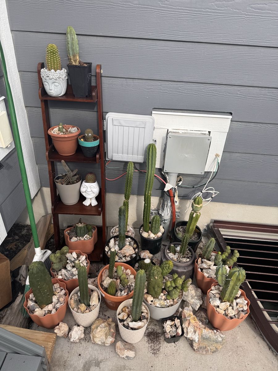 Cactus For Sale!