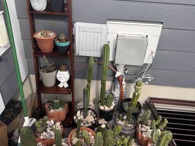 Cactus For Sale!