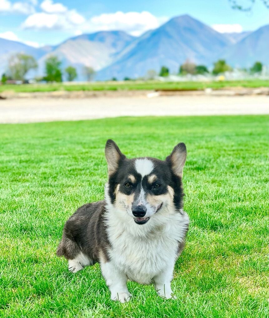 AKC Corgi Stud Triple Clear