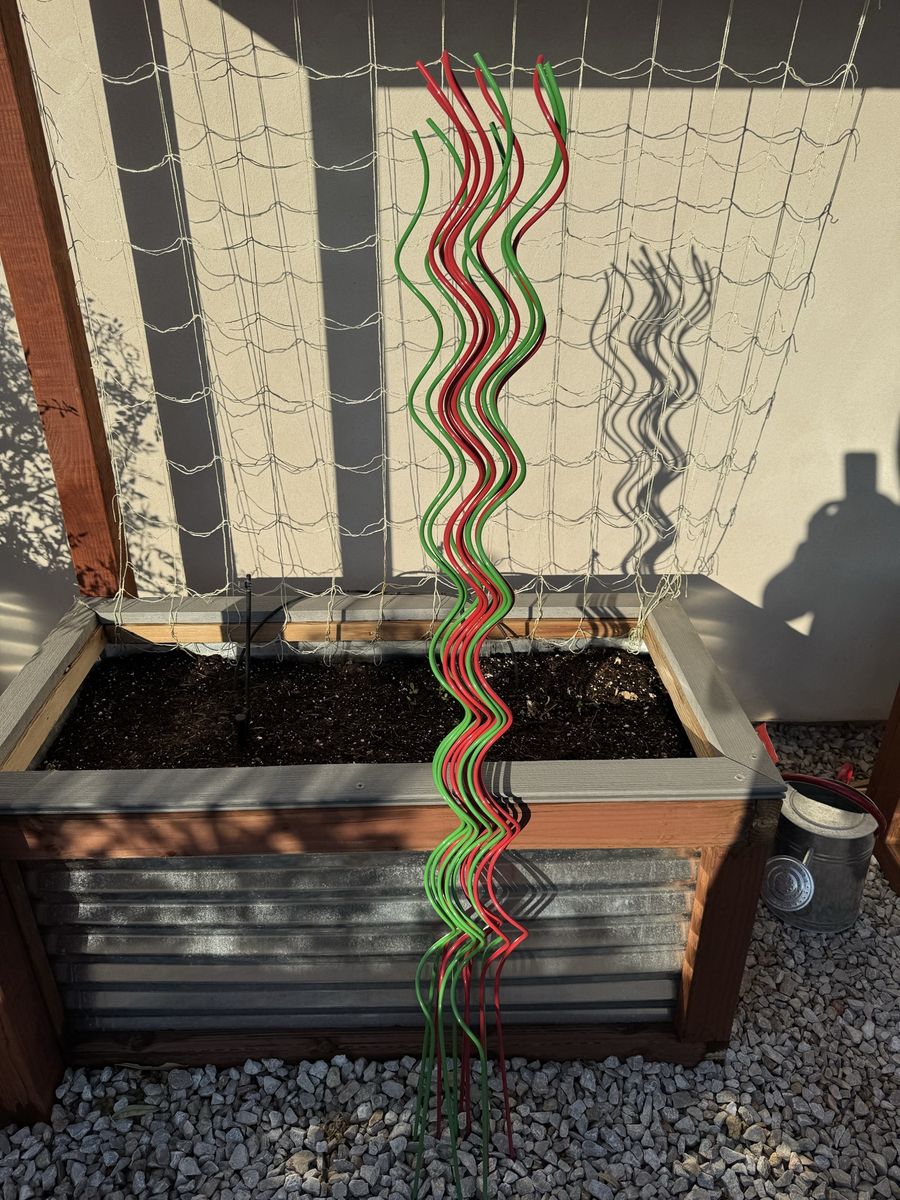 12x Red Green 60” Twisted Tomato Stakes
