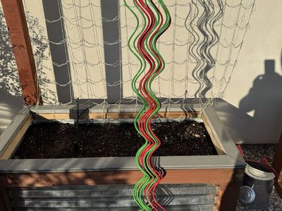 12x Red Green 60” Twisted Tomato Stakes