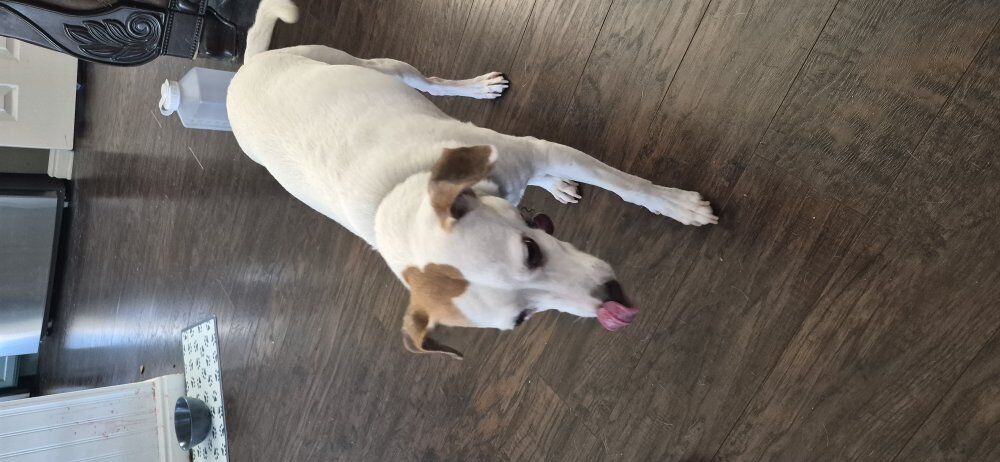 2 Senior dogs need good home