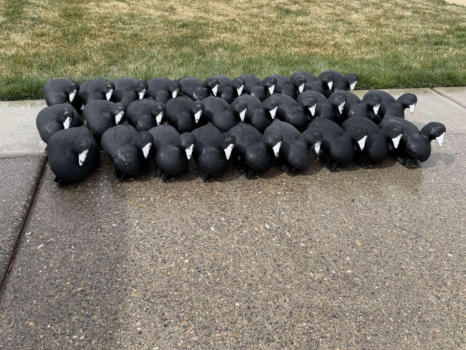 Used Tanglefree Coot Decoys