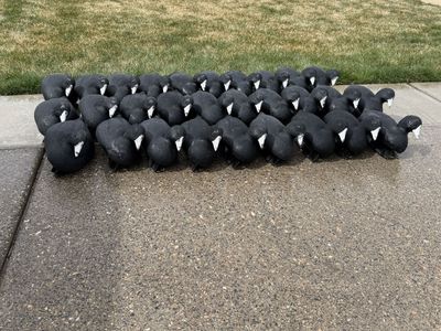 Used Tanglefree Coot Decoys