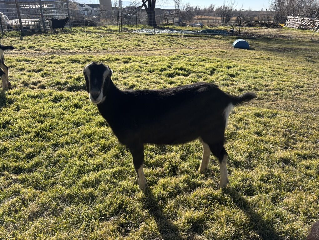 Lamancha Doe - Milking Queens!