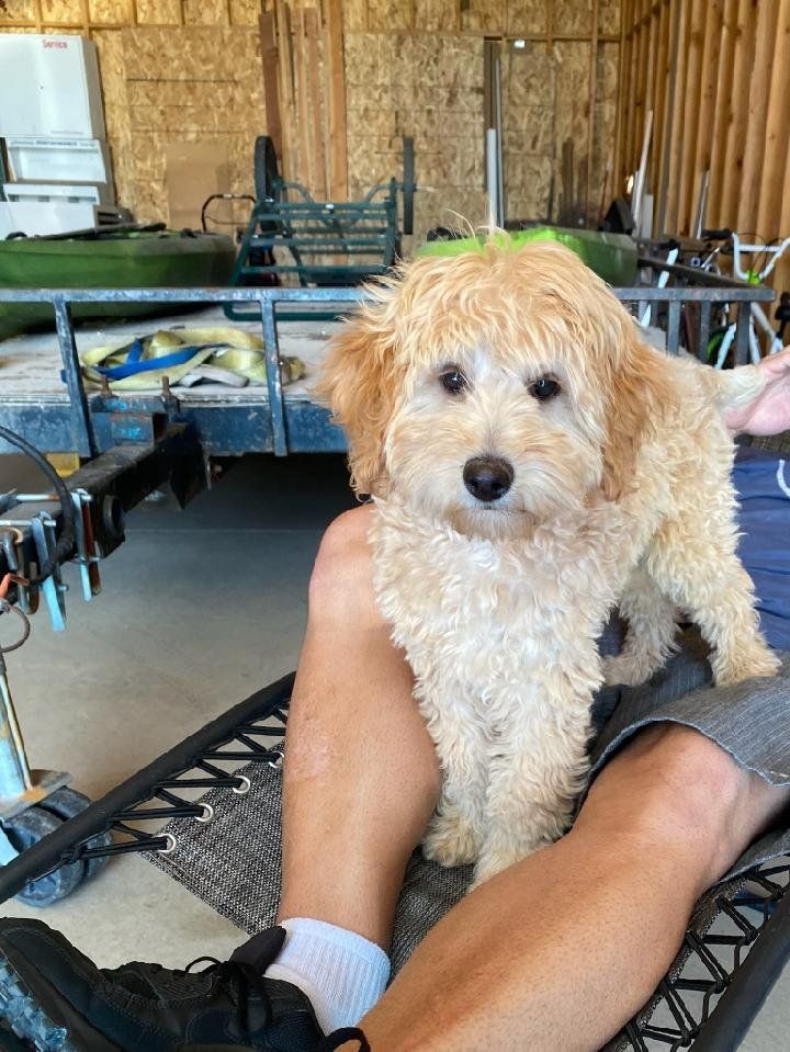 5 Month Old Female Mini GoldenDoodle Mini Golden Doodle