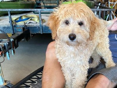 5 Month Old Female Mini GoldenDoodle Mini Golden Doodle
