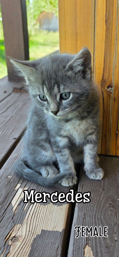 Kittens For Sale In Cedar City Ut.