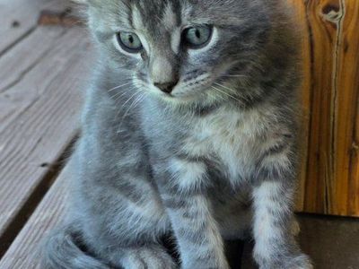 Kittens For Sale In Cedar City Ut.