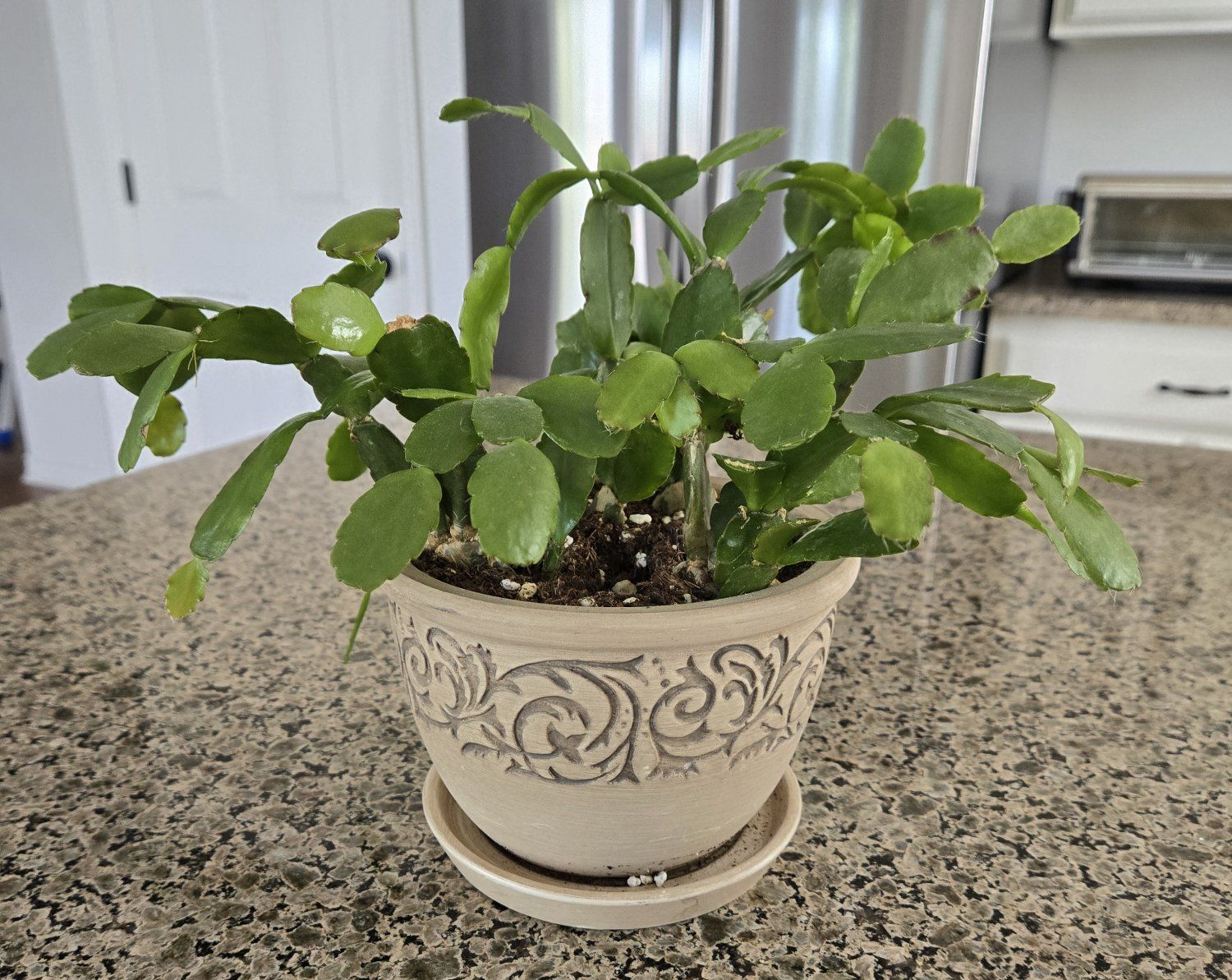 Beautiful Flowering Cactus in Decorative Pot